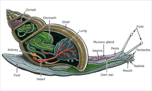 Snail Parts