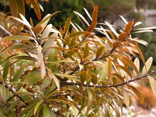 Kauri Leaf