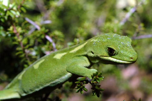 A Green Gecko