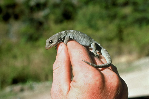black gecko