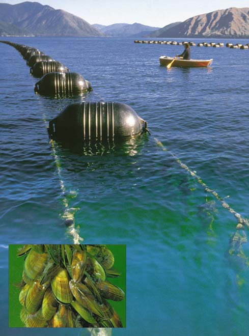 Mussel Aquaculture