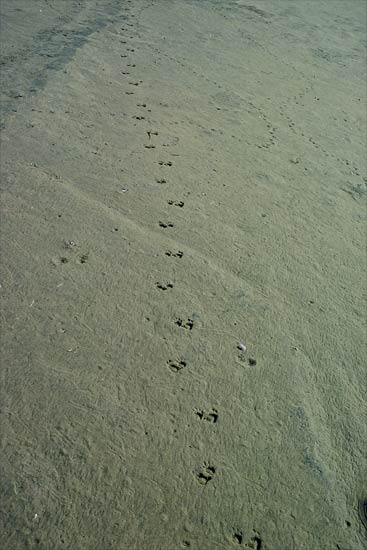 wild cat footprints