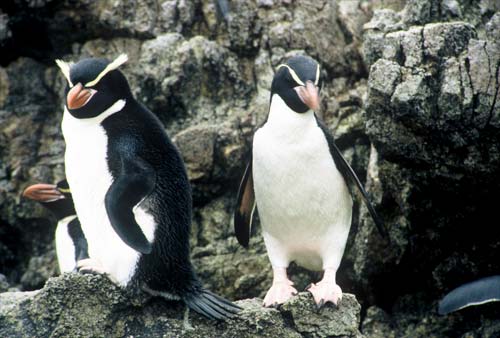 penguin ancestors