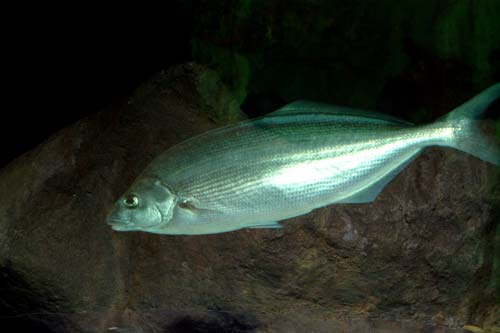 Moki Fish