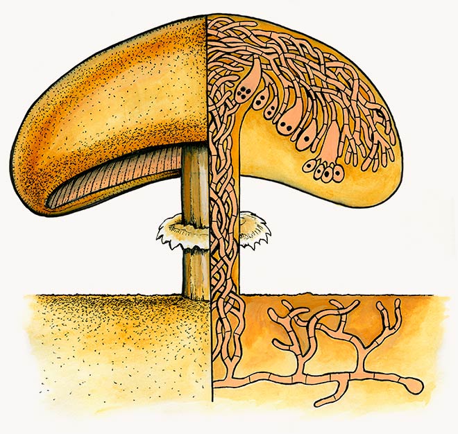 Structure of fungi Pandey 2020  Download Scientific Diagram