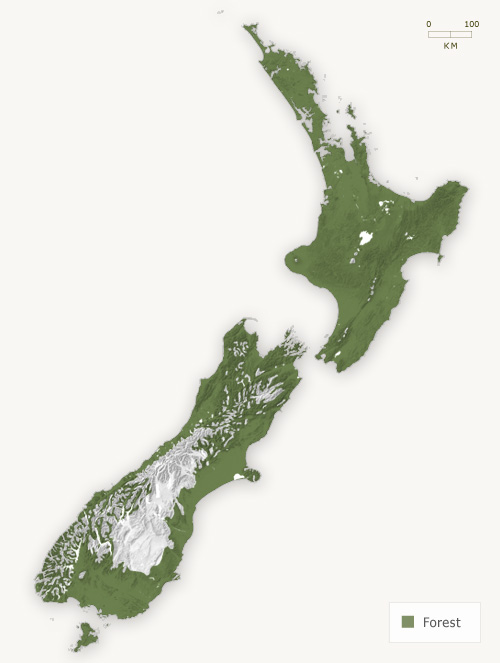 Five-finger – Shrubs and small trees of the forest – Te Ara Encyclopedia of  New Zealand