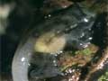 Archey’s frog with froglets