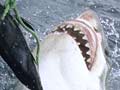 Great white shark taking bait