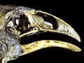 Upland moa head