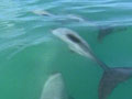 Protecting the Hector’s dolphin