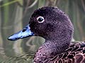 Brown teal – pāteke