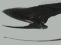 Gulper eel