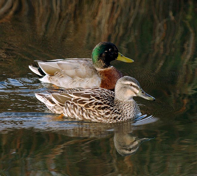 Wetland game birds: mallard ducks 