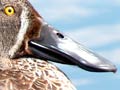 Wetland game birds: shoveler 