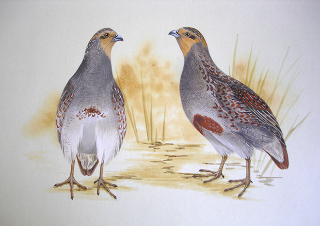 Upland game birds: grey partridge 