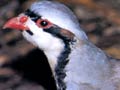 Upland game birds: chukor 