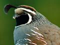 Upland game birds: California quail 