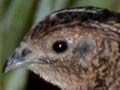 Upland game birds: brown quail 