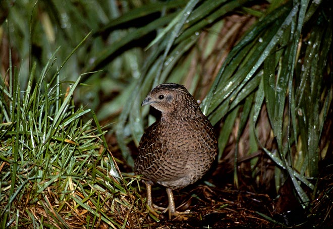Upland game birds: brown quail 