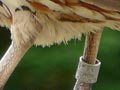 Upland game birds: bobwhite quail 