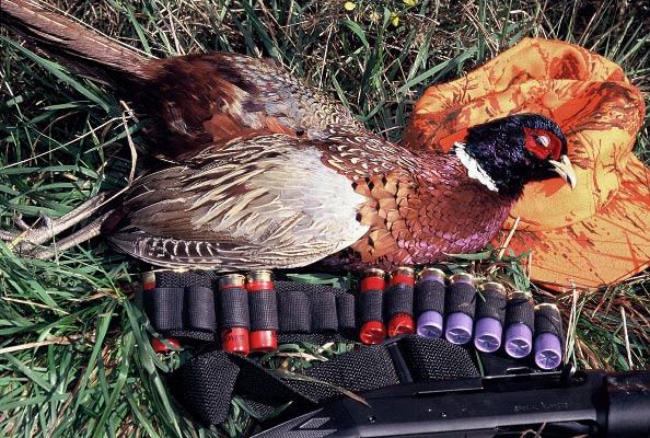 Dead cock pheasant