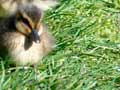 Female mallard and ducklings
