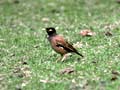 Myna