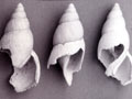 Ngā anga ngata (snail shell) kua kainga timotimotia