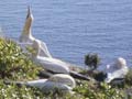 Concrete gannets