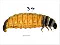 Larvae 