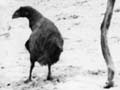 Tethered takahē 