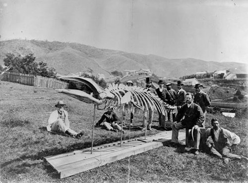 Scientists alongside a whale skeleton, about 1874