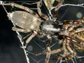 White-tailed spider