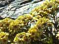 Snow groundsel (Dolichoglottis)