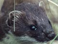 Male stoat hiding in tussock 