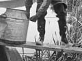 Releasing juvenile trout