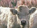 Charolais cows and calves