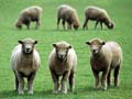 Sheep-grazed pastures