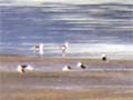 Wading birds, Ōhiwa