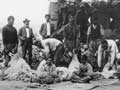 Māori shearing gang