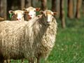 High-fertility Finn sheep