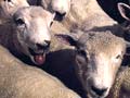 Lambs panting