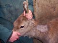 Testing deer for TB