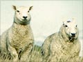 Cheviot sheep