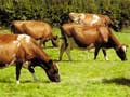 Ayrshire cows