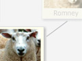 Influence of Romney on New Zealand sheep breeds