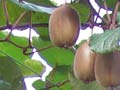 Kiwifruit vines