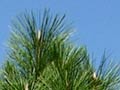 Ponderosa pine 