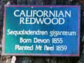 Californian redwood, Mt Peel garden