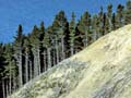 Pine on weathered schist 